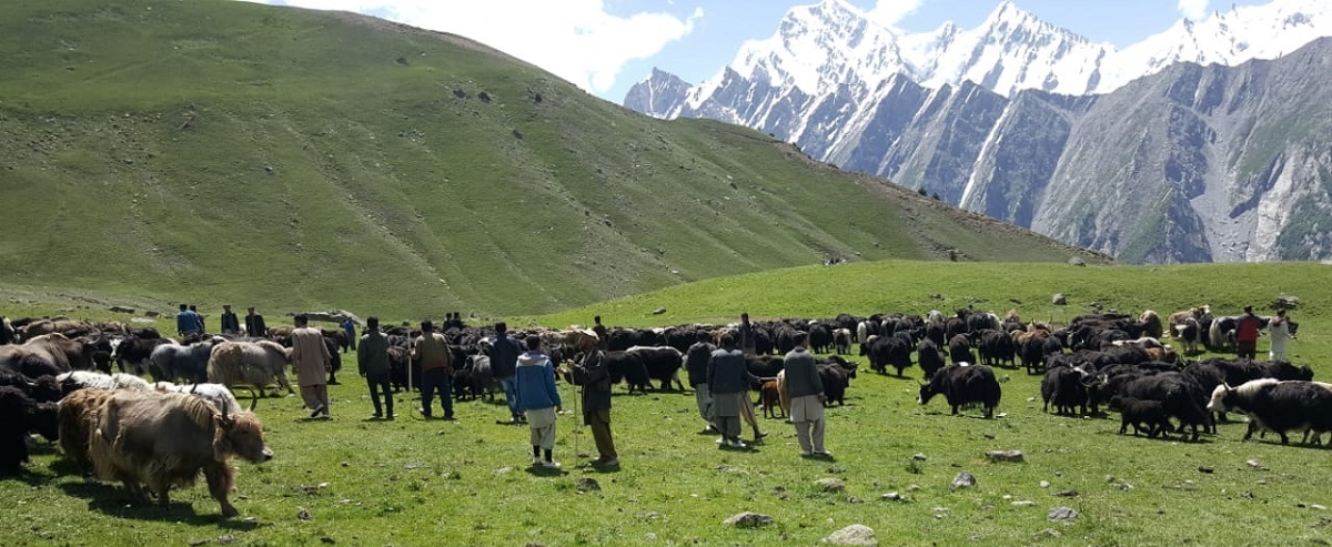 Livestock & Dairy Development Board (LDDB)